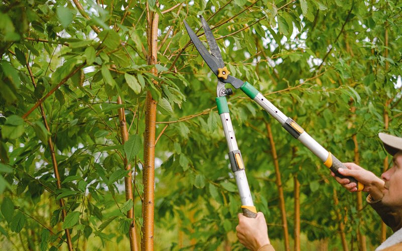 Tree trimming in Kaltag, AK
